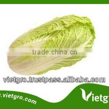 High Quality Fresh Organic Cabbages VGCC001