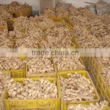 new crop dried ginger