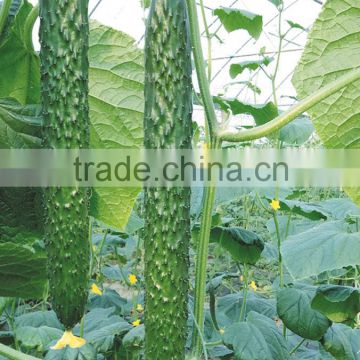 Hybrid cucumber seeds for growing-JZ A206