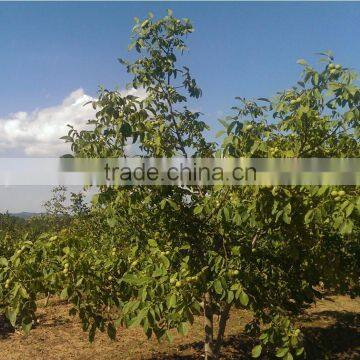 Best Saling on Foods Products Halves Walnut Meat Distributor photo-2