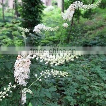 black cohosh root extract