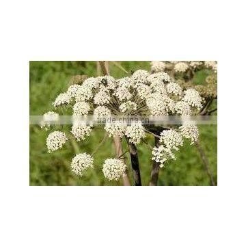 Cumin Seed Essential Oil