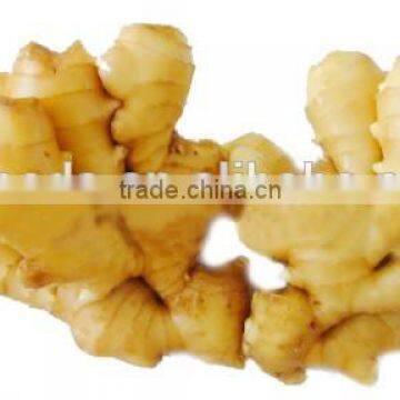 Ginger Multiple Layer Continuous Type Mesh Belt Dryer photo-6