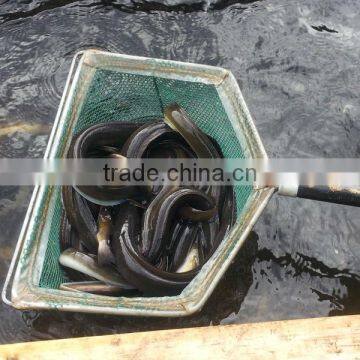 anguilla rostrata live eel