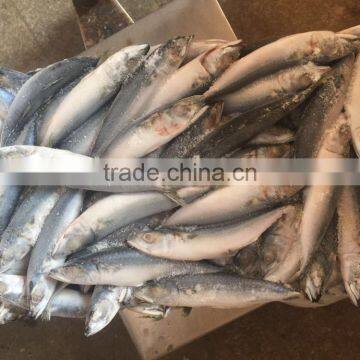 80-150g Frozen Pacific Mackerel for Canning photo-4