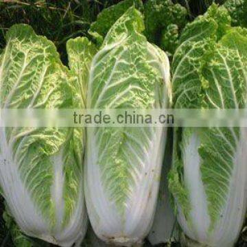 Fresh Cabbages