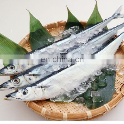 Good quality whole frozen pacific saury fish for processing