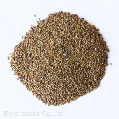1kg Bulk Wholesale Pure Organic Alfalfa Grass Seed Lucerne Forage Crop Seeds for Sale