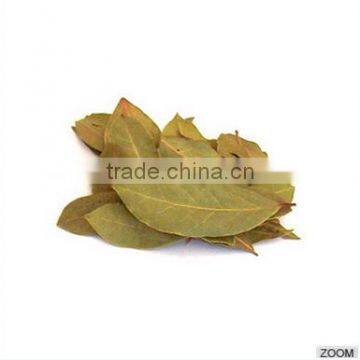 Cinnamomum Tamala photo-4