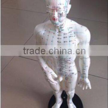 Hot sale Acupuncture Model with high quality and lower price