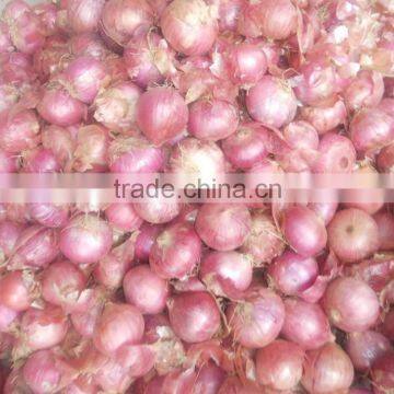 2015 New Crop Good Quality of the Onion photo-6