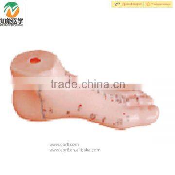 High Quality Human Medical Foot Acupuncture Model 17cm