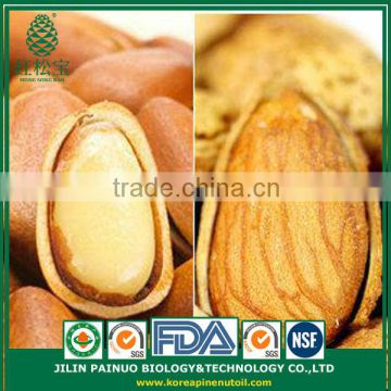 Bulk Opener Dead Sea Salt Open Pine Nuts in Shell