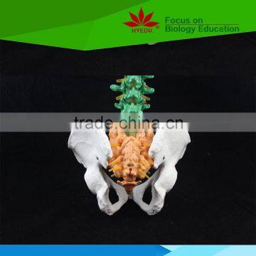 High Quality Flexible Spinal Column With Colour Coded Regions