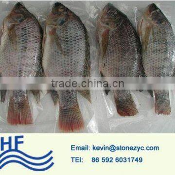 healthy clear frozen fish tilapia fish China Xiamen