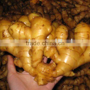 FRESH GINGER for turkey good quality