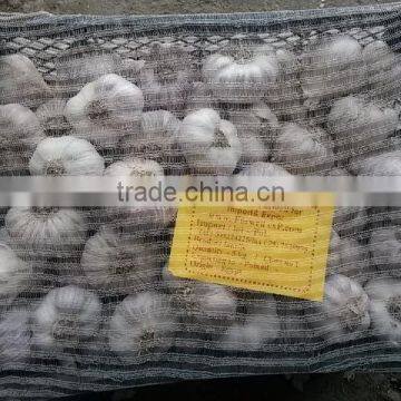 Best Quality Cheap Price Fresh Normal White Garlic From Egypt photo-6