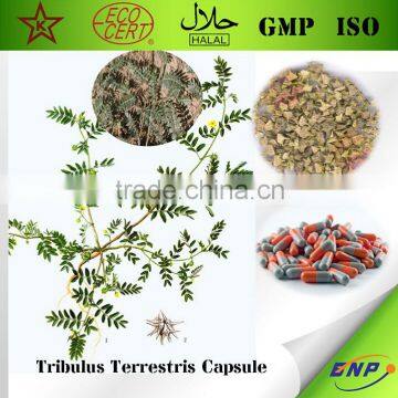 China Qingdao BNP Supplies Best Quality tribulus terrestris capsules-Steroidal Saponins