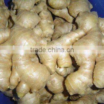 China mature ginger