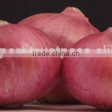 Premium Quality Onion for Importer from Dubai