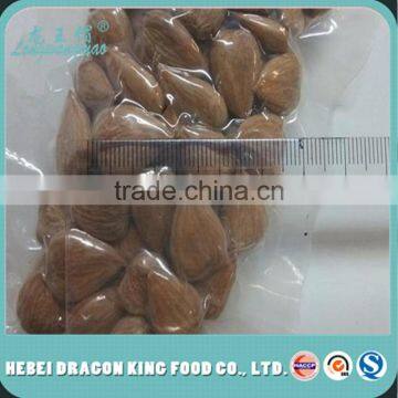 wholesale price roasted apricot kernel