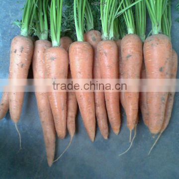 MCA01 Bacun heat resistant carrot seeds, yellow carrot seeds for palnting