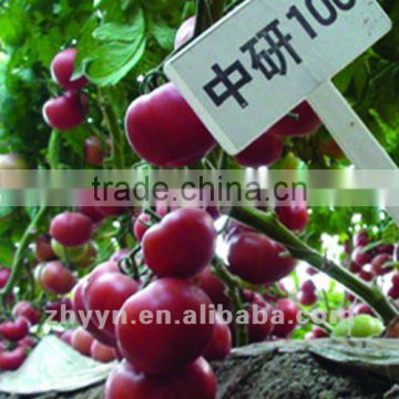 ZhongYan 100 Pink Tomato seeds