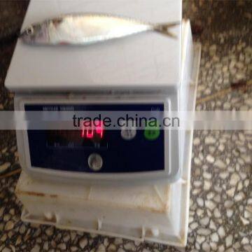 Pacific Mackerel for Bait photo-5