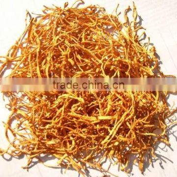 Cordyceps extract Cordyceps sinensis