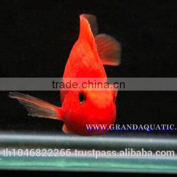 Red Parrot Cichlid Fish Farm For Sale and Export photo-4