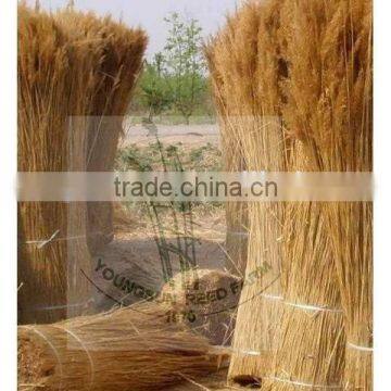 Water Reed for Roof Thatching photo-6
