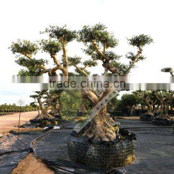 Olea Europaea "Pirineos" Pompon photo-2