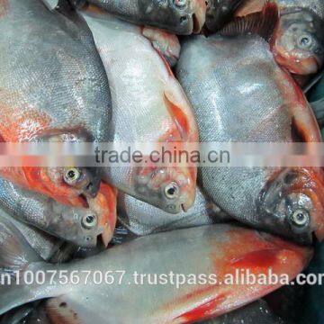 FROZEN WHOLE ROUND RED PACU FISH photo-3