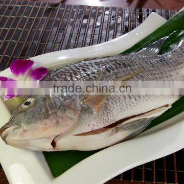 Wholesale Frozen Tilapia Gutted & Scaled