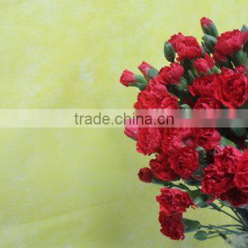 Various Crazy Selling Products for 2015 Carnation Flower photo-2