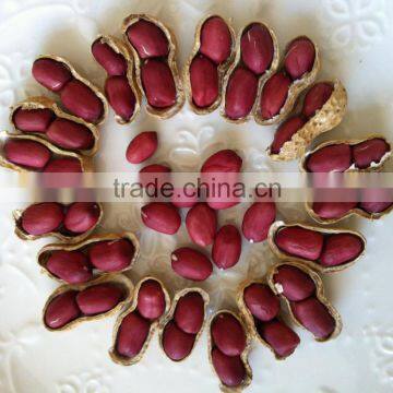 Peanut photo-2