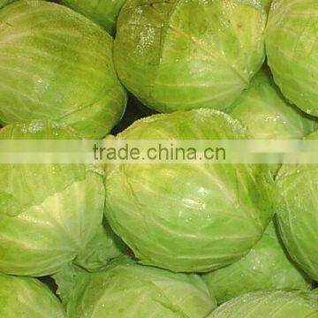VIETNAM FRESH CABBAGE photo-5