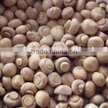 Salted Button Mushroom in Drum