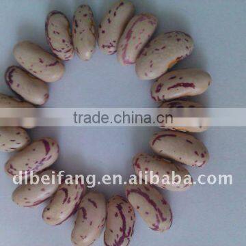 Light Speckled Kidney Bean ( long shape Lskb,2011 crop)