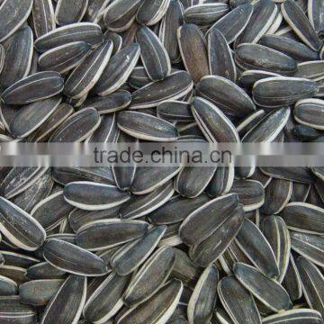 black sunflower seeds