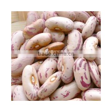 light speckled kidney bean long shape/lskb