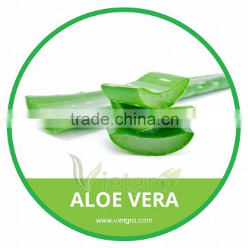 HIGH QUALITY FRESH ALOE VERA LEAF // ALOE VERA PLANT