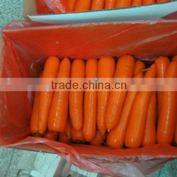 New Crop of Fresh Carrot-Xiamen Origin