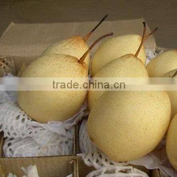 fresh water pear (ya pear fruit) exporter