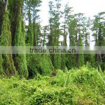 Lygodium japonicum Climbing Fern