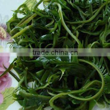 Seaweed salad from Dalian coast