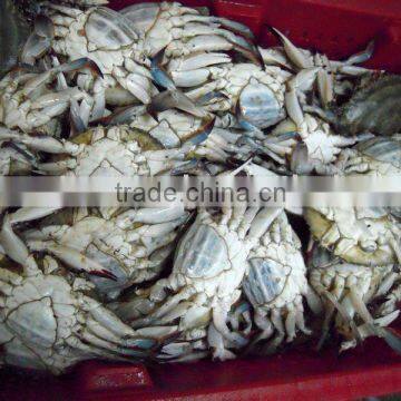 swimming crab seafood