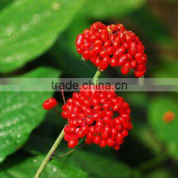 High quality ginseng fruit saponins