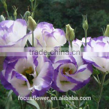 Beautiful Purple Ring Eustoma Flowers For Export photo-4
