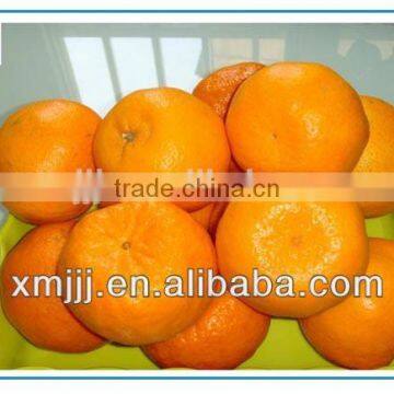 New Harvested Yongchun Fresh Mandarin Orange photo-5